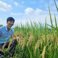 Giống lúa lai hai dòng LC18